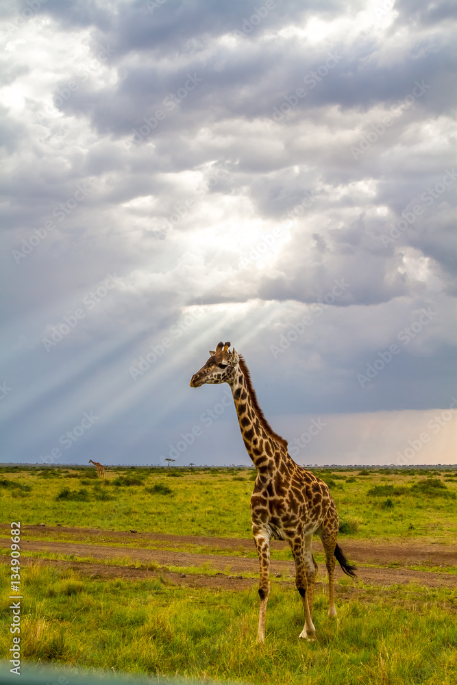 Fototapeta premium African Giraffe Sun Clouds
