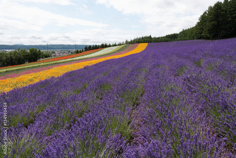 Fototapeta premium 夏の花畑