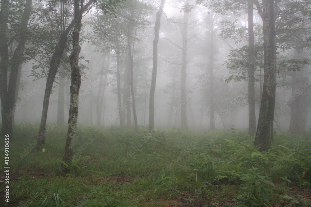 Naklejka premium foggy forest