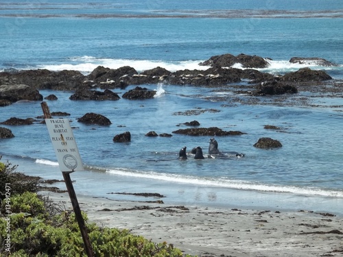Elephant Seals on the Beach