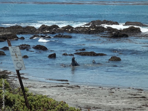 Elephant Seals on the Beach