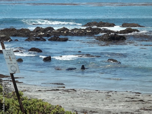 Elephant Seals on the Beach