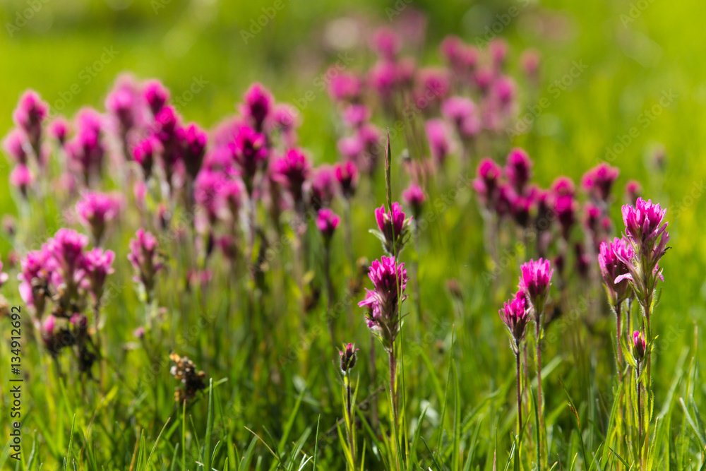 Cluster of purple flowers grows in a high altitude meadow in the sierra mountains