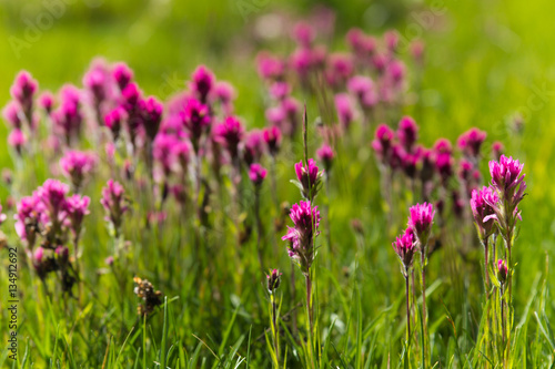 Cluster of purple flowers grows in a high altitude meadow in the sierra mountains