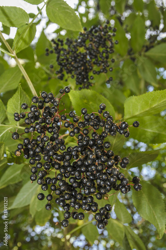 Black Elder (Sambucus nigra), fruit, Galicia, Spain.