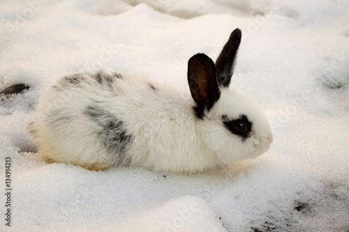 Snowshoe hare in the snow on a winter day