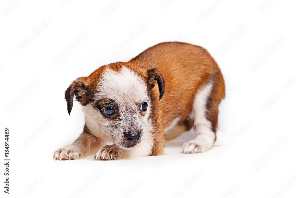 Cute not purebred puppy tries to get up. Pets need our support and care. Cute not purebred puppy tries to get up. Pets need our support and care.
