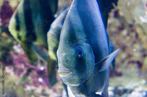 Aquarium in Egypt Hurghada.  Scary fish