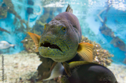 Aquarium in Egypt Hurghada.  Scary fish