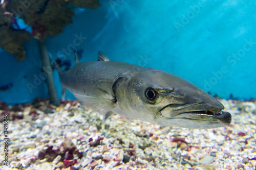 Aquarium in Egypt Hurghada.  Scary fish