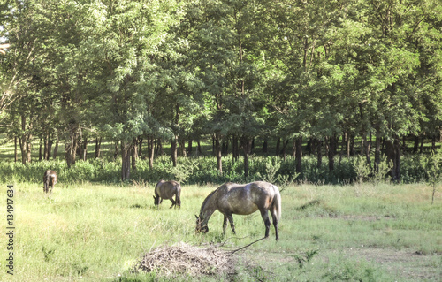 Two horses grazing in field © Jopstock