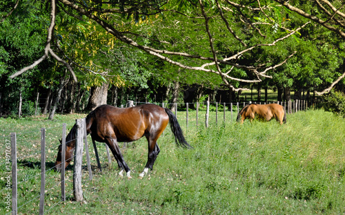 Two horses grazing in field © Jopstock