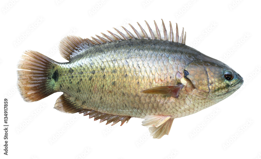 Climbing perch deals