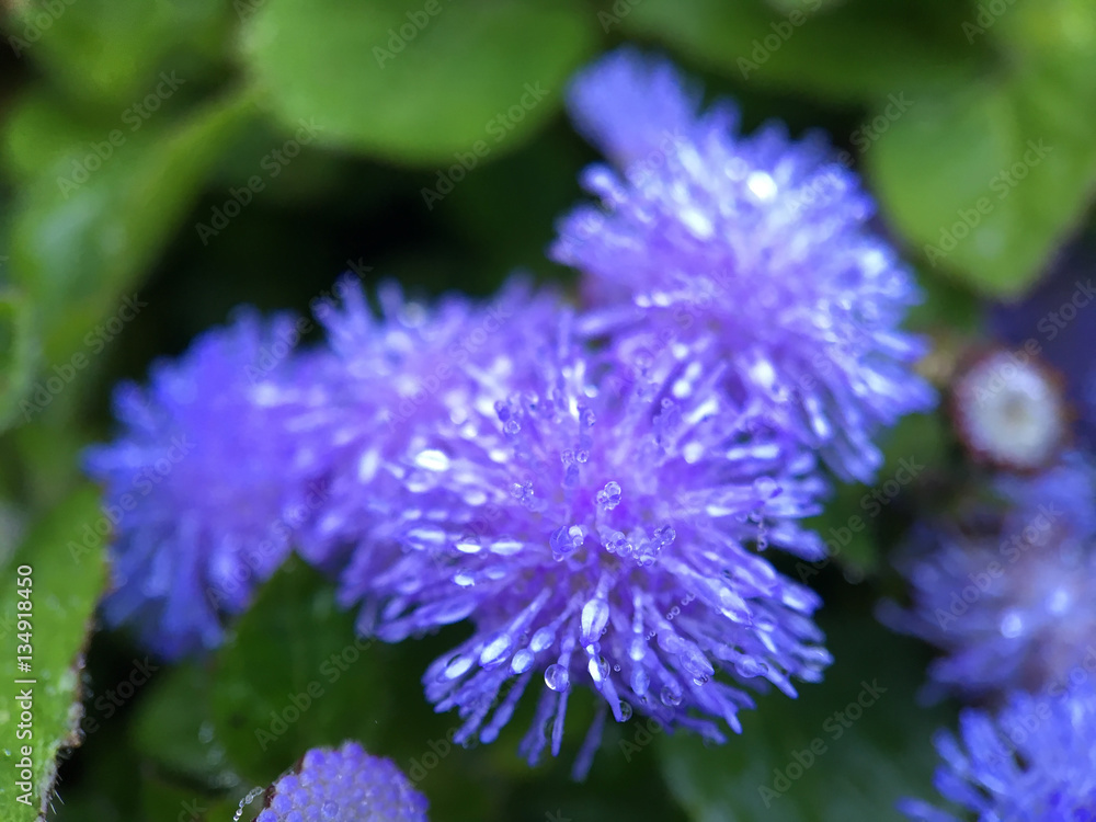 Macro shot from fog drops on a purple flower Macro shot from fog drops on a purple flower