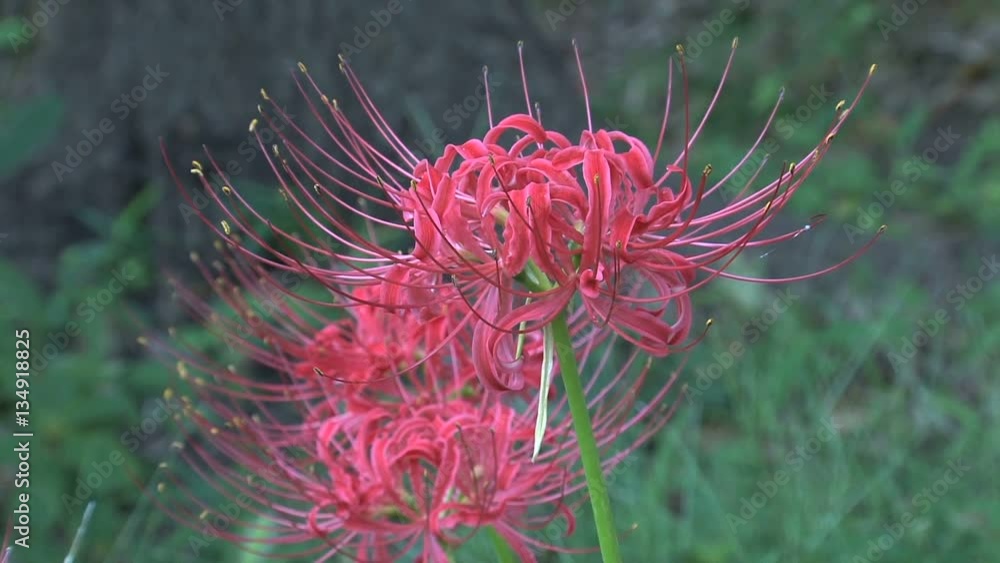 Red Spider Lily, Higanbana /Manjushage - ever to meet again/Lost memory/Abandonment Red Spider Lily, Higanbana /Manjushage - ever to meet again/Lost memory/Abandonment