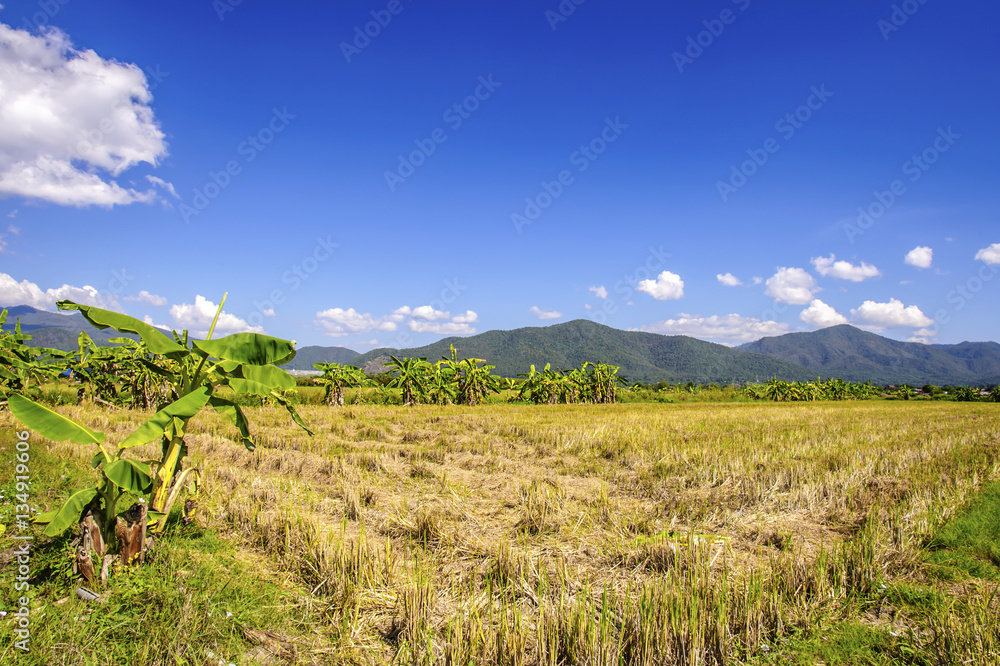 Stubble of rice after harvest with mountains background Stubble of rice after harvest with mountains background