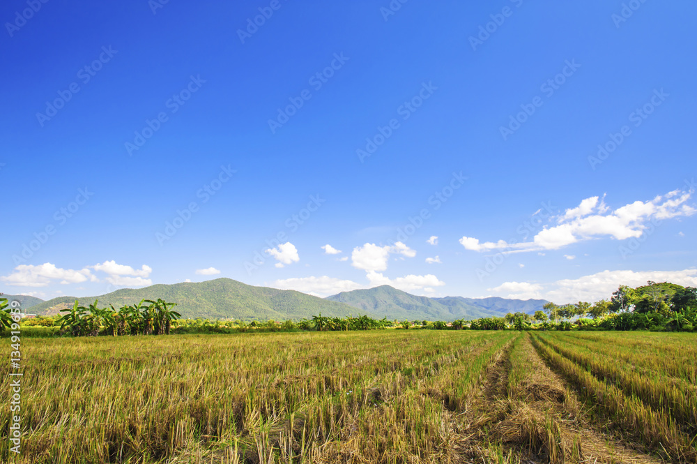 Stubble of rice after harvest with mountains background