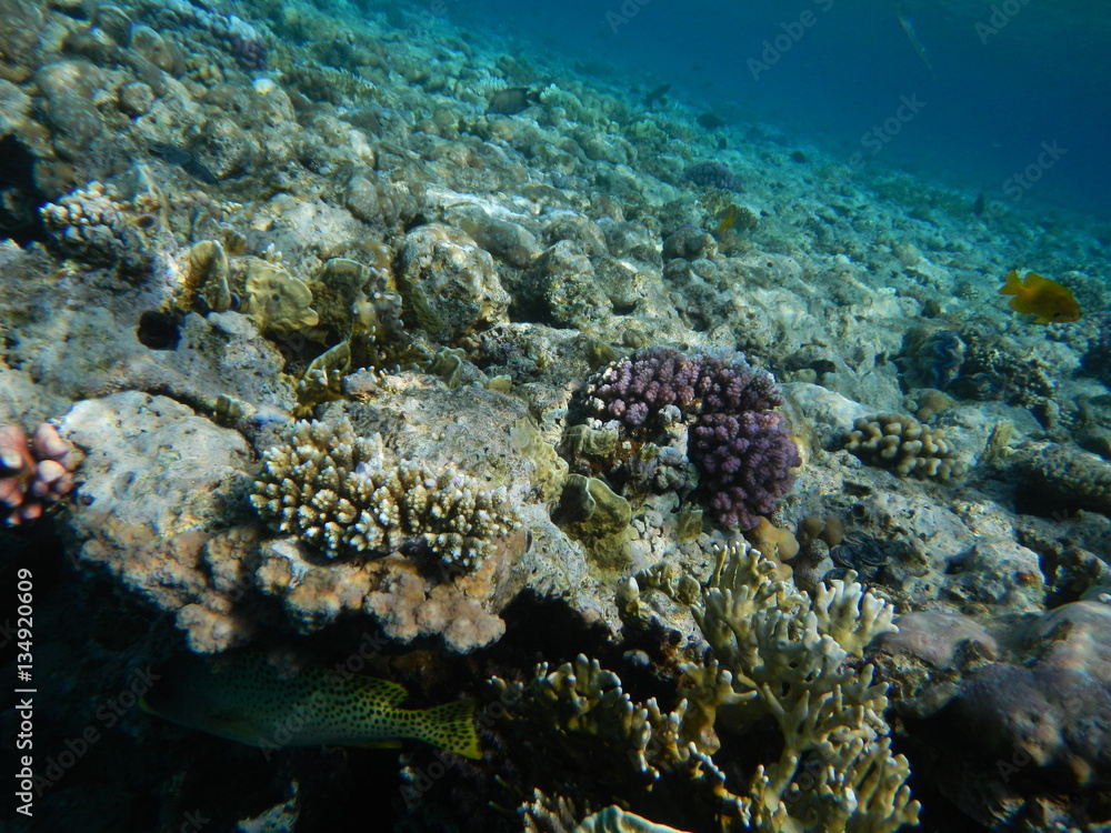 Underwater world of the Red sea Underwater world of the Red sea