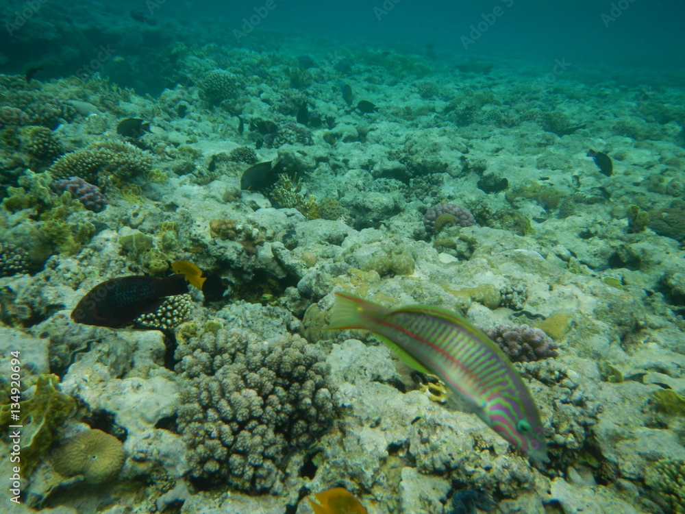 Underwater world of the Red sea Underwater world of the Red sea