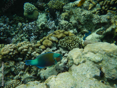 Underwater world of the Red sea