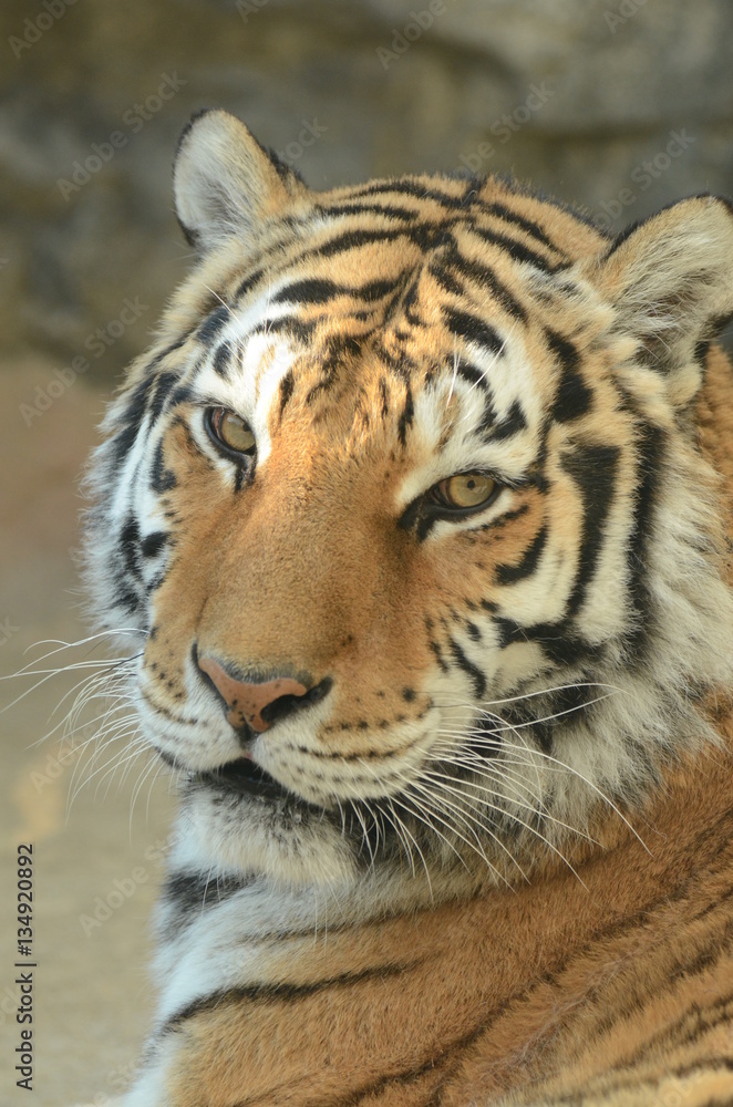 Fototapeta premium アムールトラ