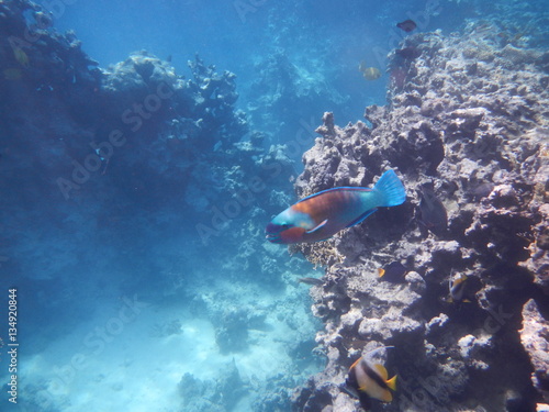 Underwater world of the Red sea