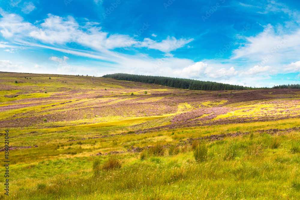Fields of heather in Scotland Fields of heather in Scotland