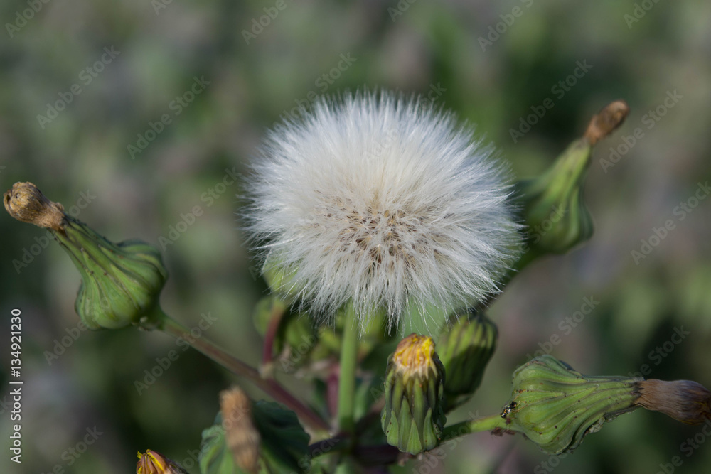 Weeds 1 Weeds 1