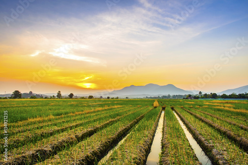 Onion farm in countryside at sunset