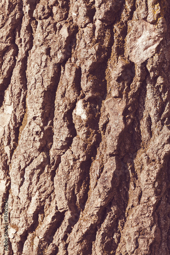 tree bark