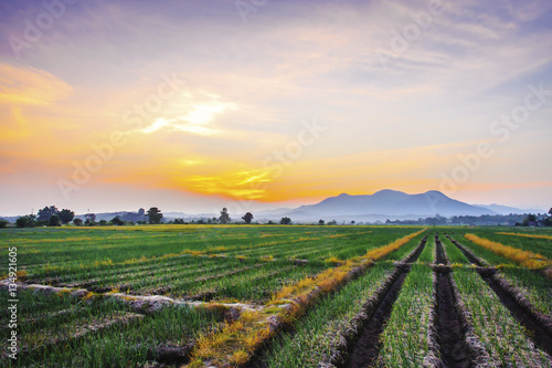 Onion farm in countryside at sunset