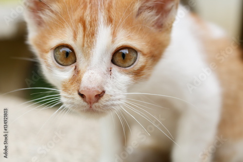 Close-up of cute kitten looking camera