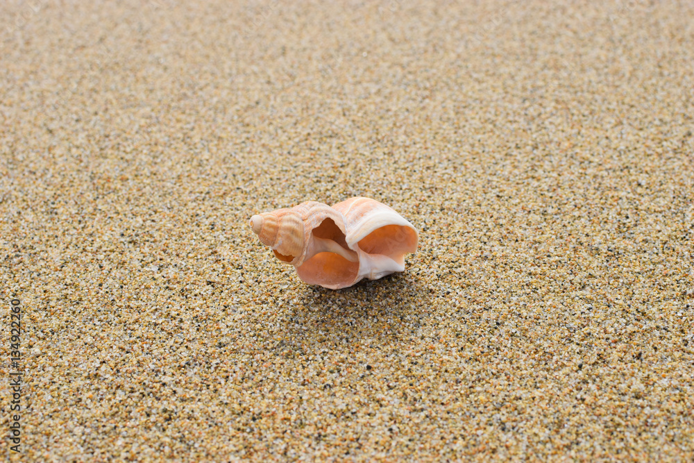 Sea shell on the beach Sea shell on the beach