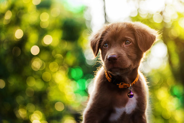 Blurred abstract photo of cute brown dog look up at sunset. Wish, Hope, Goal, or Dream for business concept background or text added
