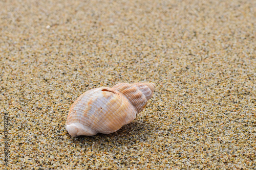 Sea shell on the beach