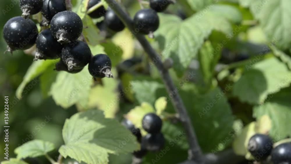 Black Currant berries grow in the garden Black Currant berries grow in the garden