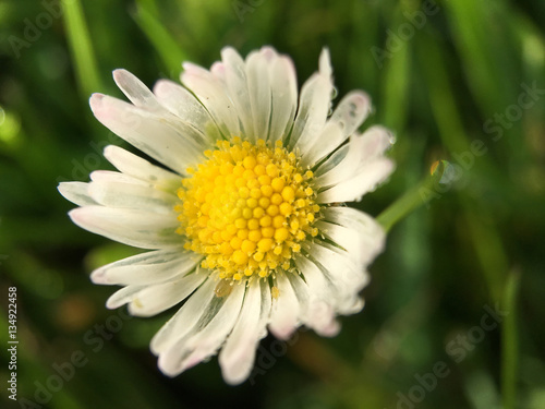 Macro shot from Common daisy flower