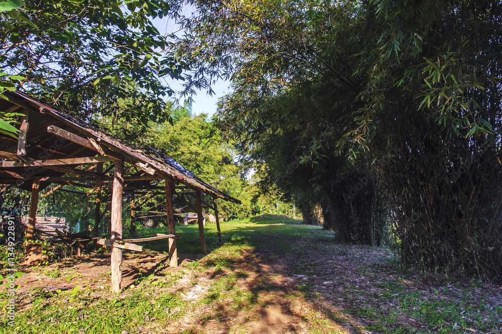 The Bamboo Forest in chiang mai Thailand The Bamboo Forest in chiang mai Thailand