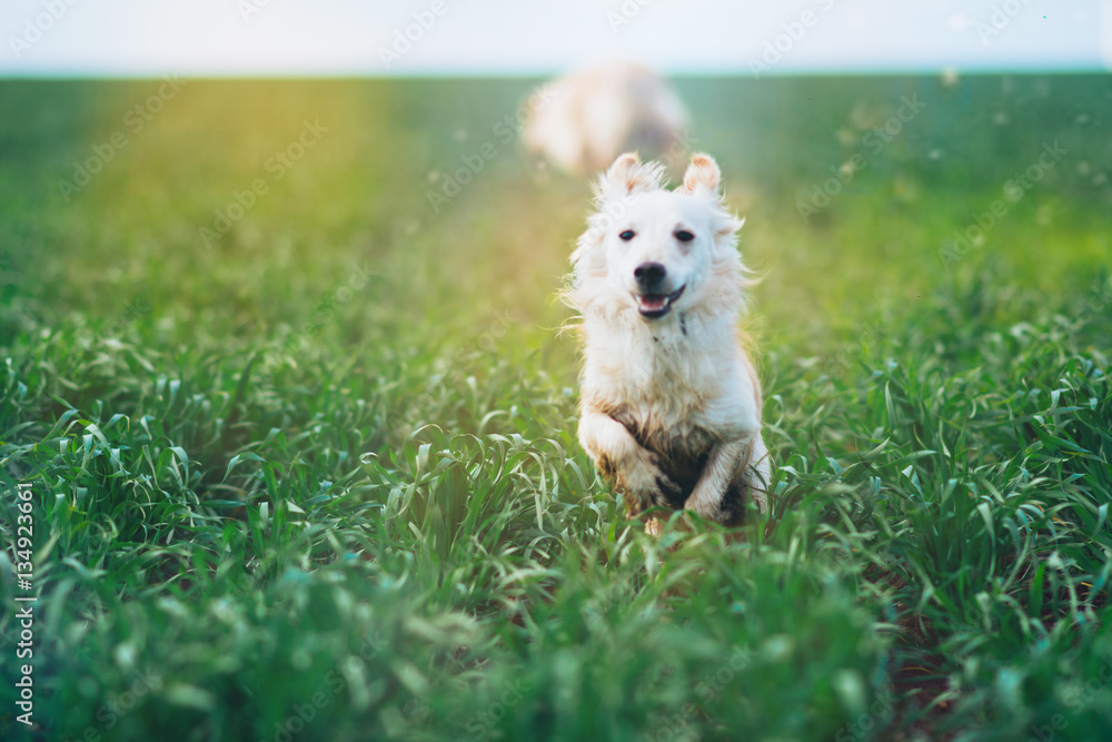 White little dog in field