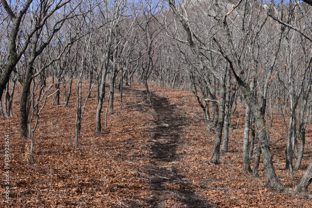 road through the woods naked