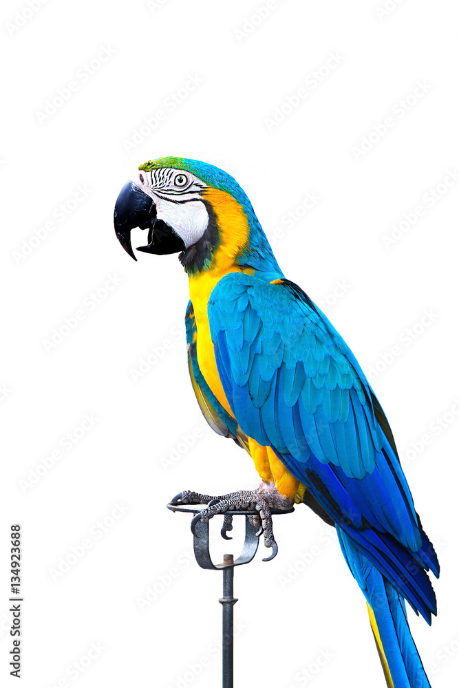 Fototapeta premium Bule gold yellow macaw isolated on white background