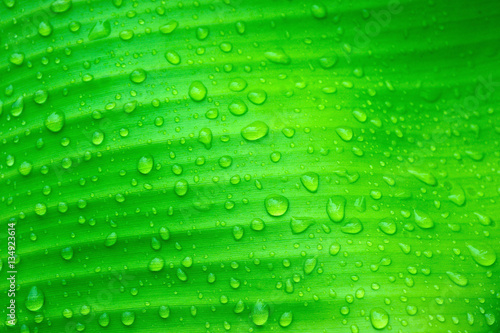 Water drops on banana leaves 