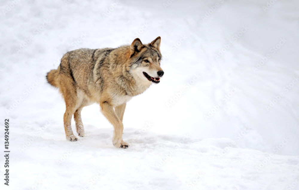 Wolf Wolf