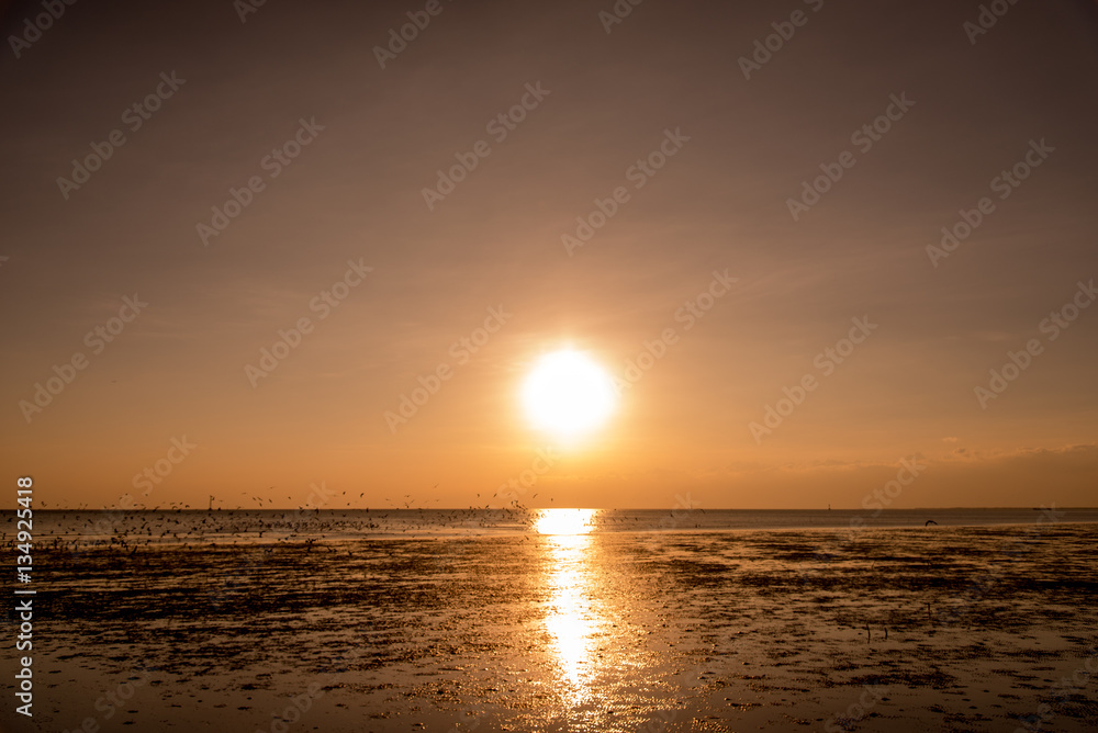 Seagulls silhouettes in flight at sunrise