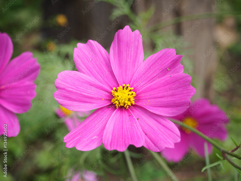 cosmos flower