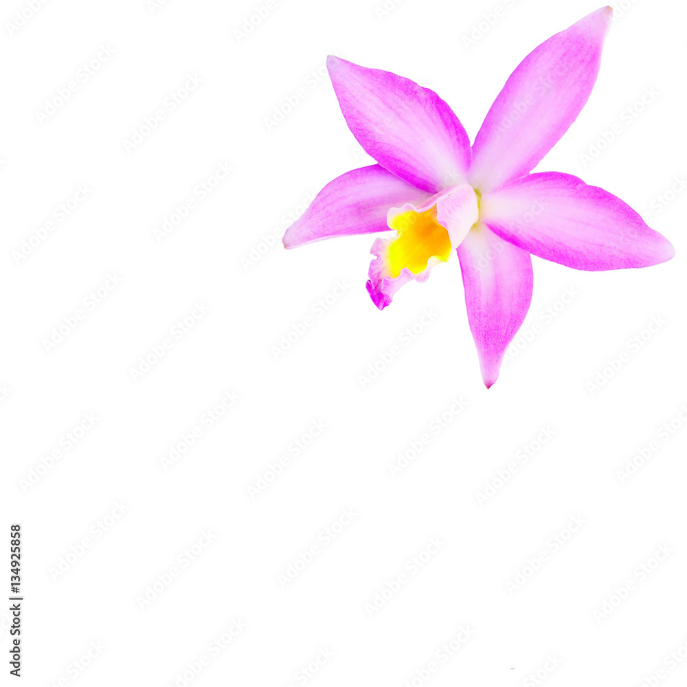 Pink orchid flower (phalaenopsis) isolated on white background