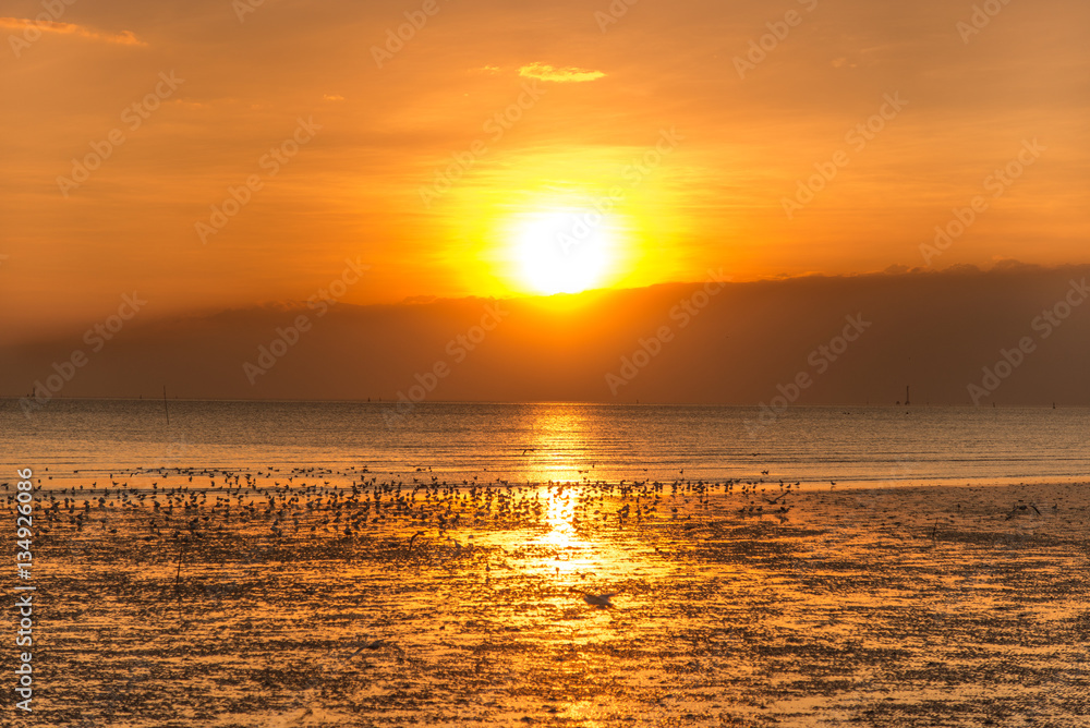 Obraz premium Tranquil scene with seagull flying at sunset