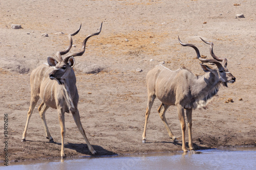 Kudu in Etosha parc Namibia