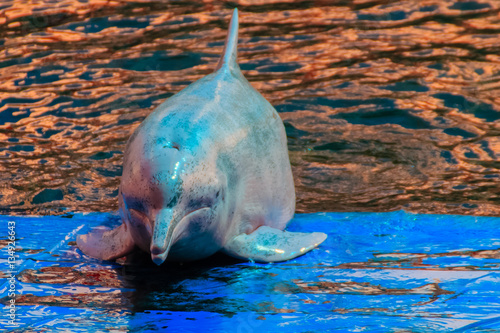 Cute Indo-Pacific humpback dolphin Sousa chinensis ,or Pink dolphin, or Chinese white dolphin is jumping and dancing shows in the swimming pool. photo
