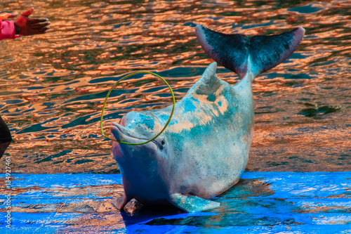 Cute Indo-Pacific humpback dolphin Sousa chinensis ,or Pink dolphin, or Chinese white dolphin is playing hula hoop and dancing shows in the swimming pool. photo